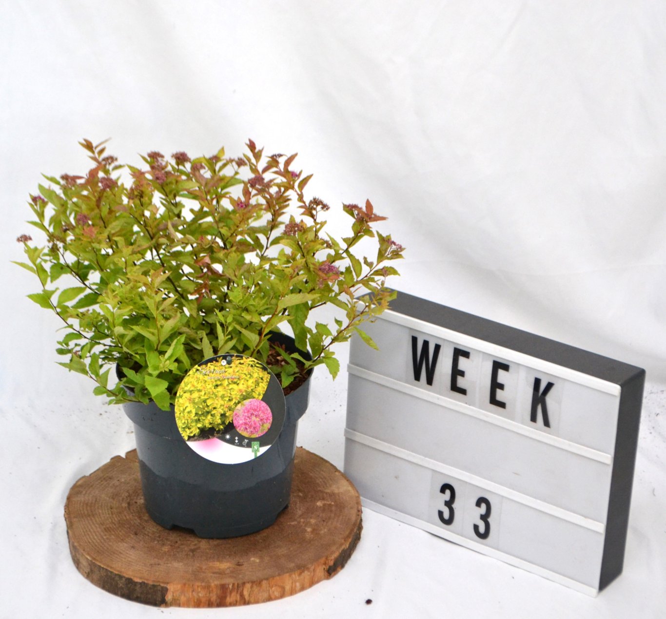 Spiraea jap. 'Goldflame' - C3 20-40 CM